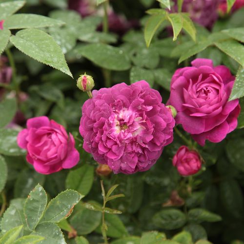 Gärtnerei - Rosa Cardinal de Richelieu - violett - gallica rosen - diskret duftend - Louis-Joseph-Ghislain Parmentier - Besteht auch auf nährstoffarme Böden.